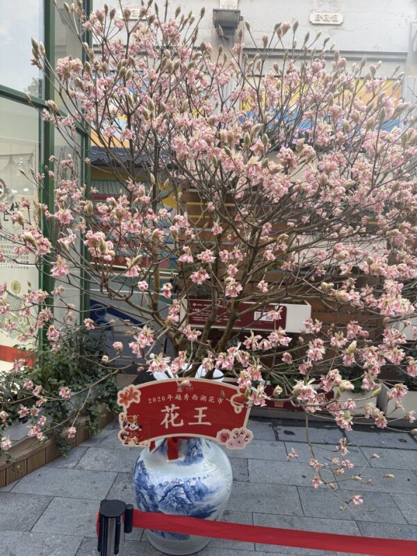 北京路花市花王 Prize-winning Flower King magnolia at Beijing Road flower market