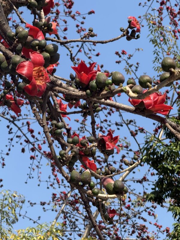 木棉花特写