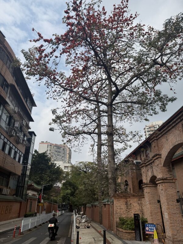 木棉花街景 Kapok trees blooming along Guangzhou street