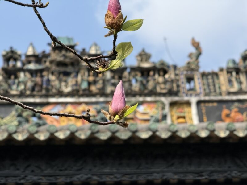 玉兰花苞 Magnolia buds with ornate roofline
