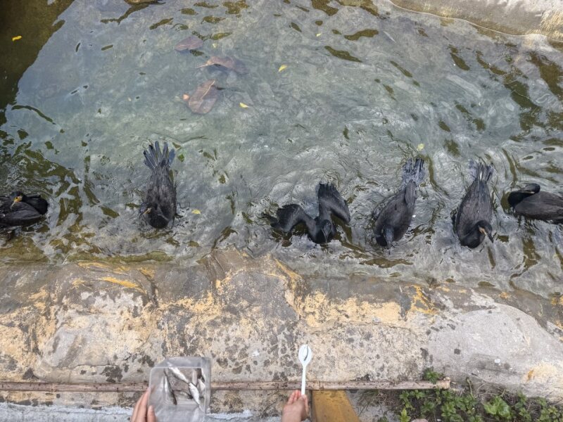 喂鸬鹚 Feeding cormorants by the waterside
