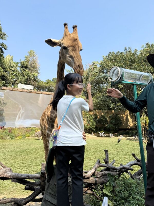 喂长颈鹿 Feeding a giraffe up close