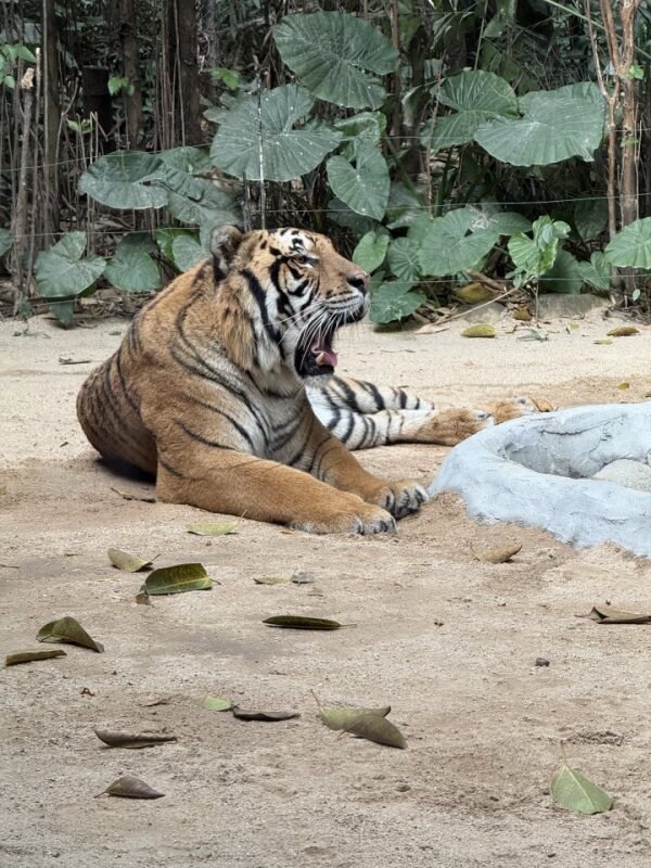 老虎打哈欠 Tiger yawning dramatically showing teeth