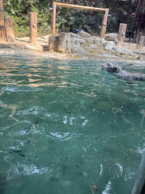 白虎游泳 White tiger swimming with head above water