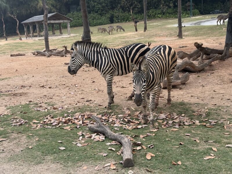 斑马近距离 Zebras up close during the driving safari