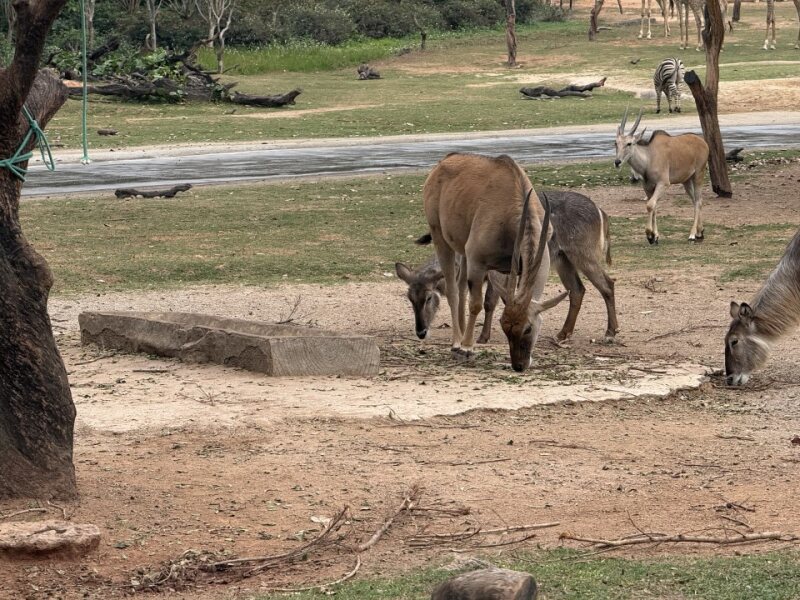 非洲草原区全景 Wide safari grassland with eland, zebras and giraffes