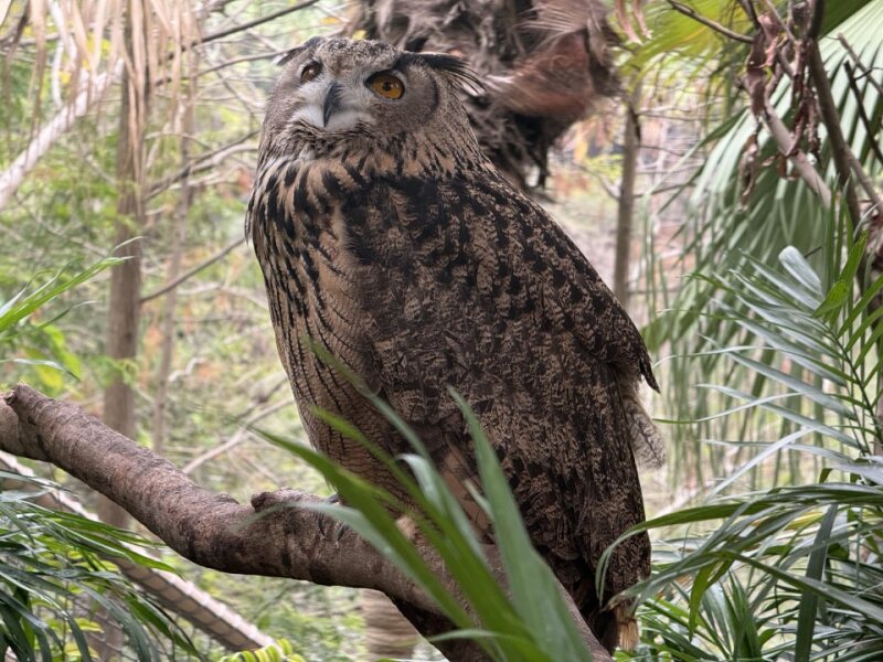 猫头鹰 Eagle owl with striking amber eyes