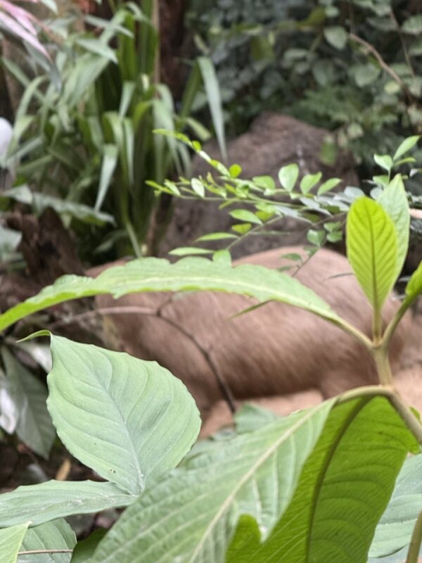 水豚 Capybara in tropical vegetation