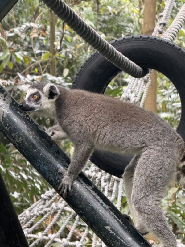 环尾狐猴 Ring-tailed lemur with golden eyes