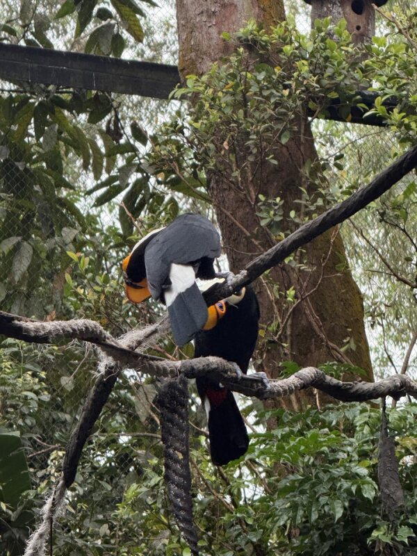 巨嘴鸟对 Pair of toucans with colorful bills