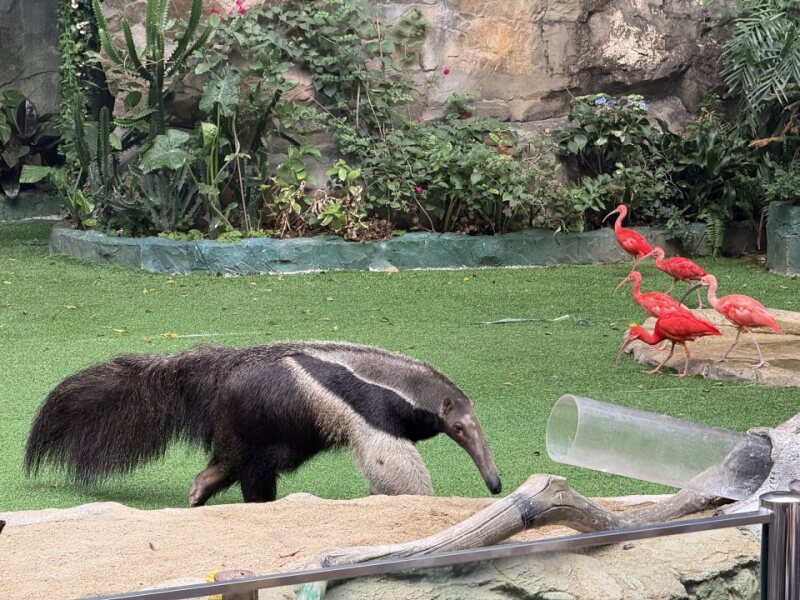食蚁兽与朱鹮 Giant anteater with scarlet ibises in background