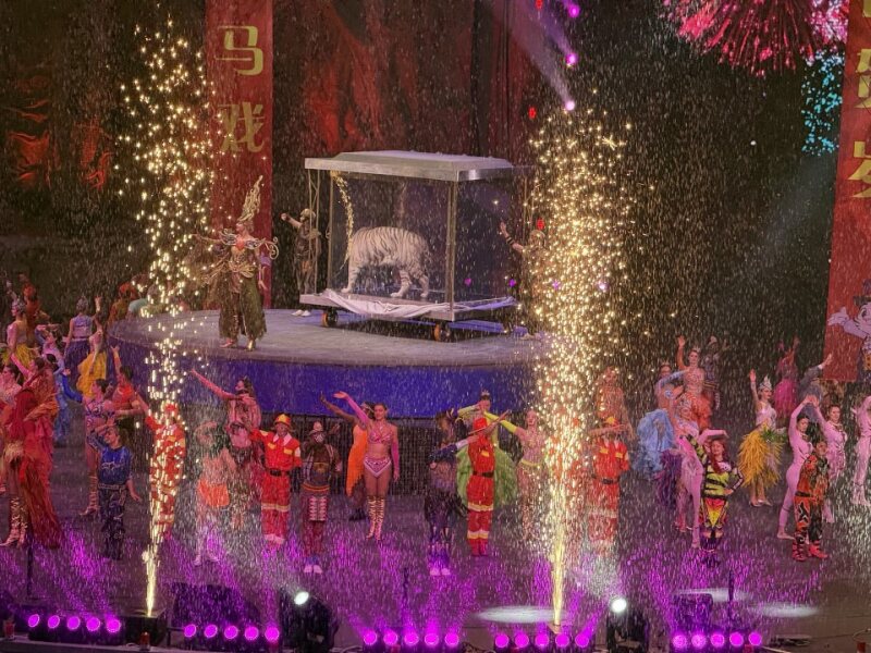 大马戏白虎 Circus white tiger in elevated glass case with full cast