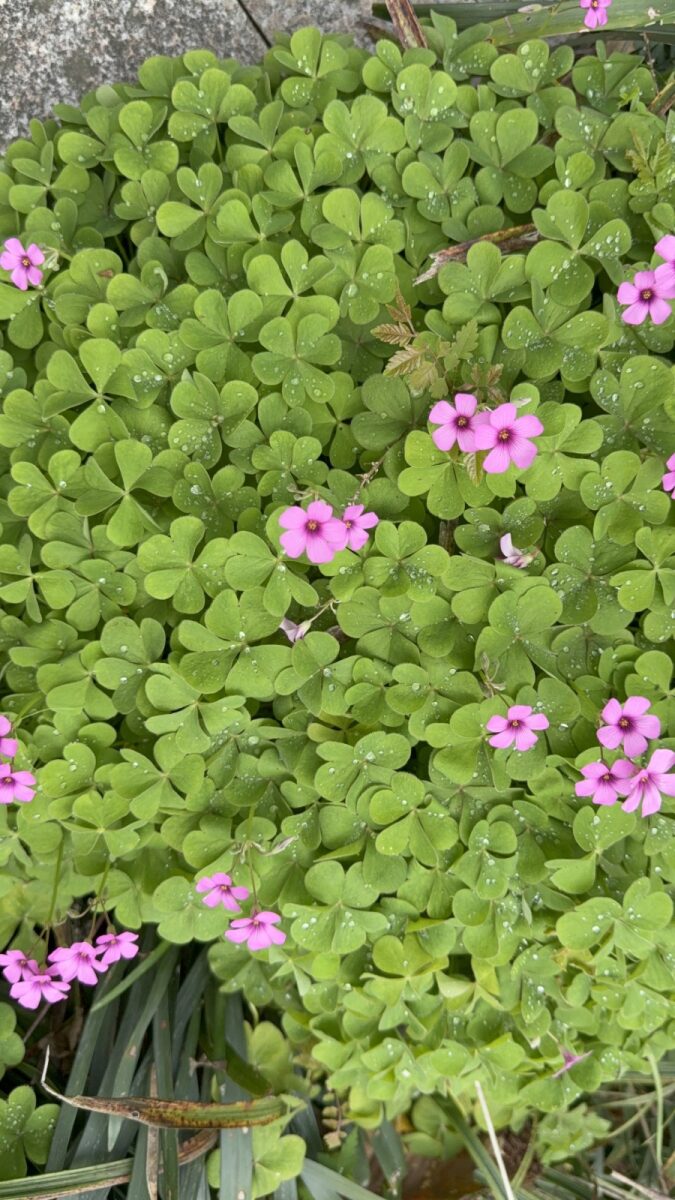 酢浆草的粉色小花 / Pink wood sorrel flowers along the path